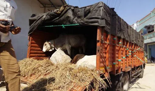 transportation-of-cattle